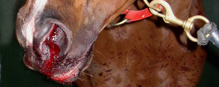 eiph-bleeding-in-performance-horses